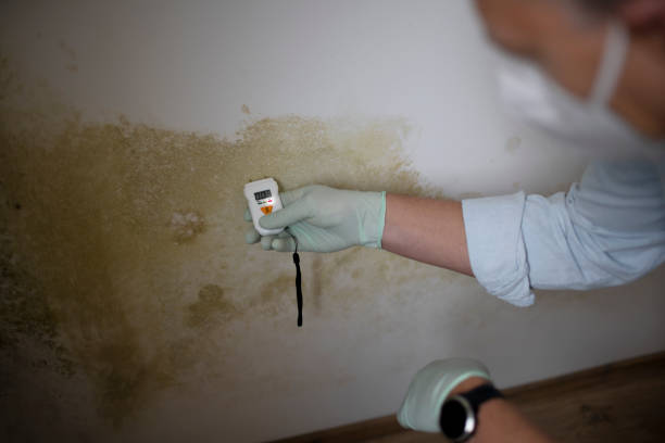 Best Mold Testing and Removal  in Walnut Creek, NC